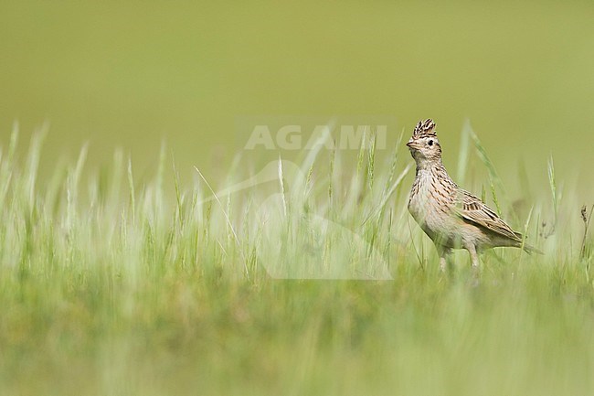 Oriental Skylark (Alauda gulgula inconspicua) perched in tall gras stock-image by Agami/Ralph Martin,