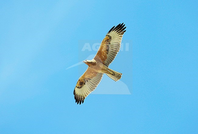 Onvolwassen Havikarend in vlucht; Bonelli's Eagle; Aquila fasciata; juvenile in flight stock-image by Agami/Dick Forsman,