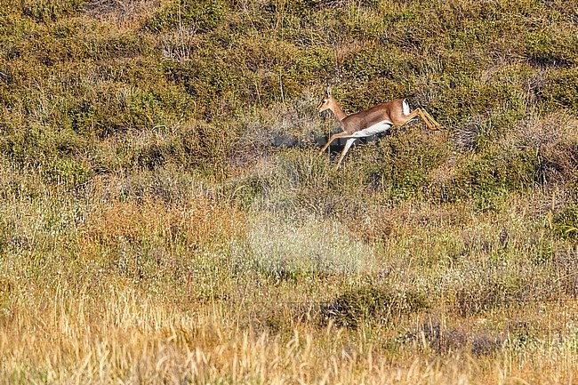 Mountain Gazella sitting in Lahav Reserve, Lahav, Israel. April 12, 2013. stock-image by Agami/Vincent Legrand,