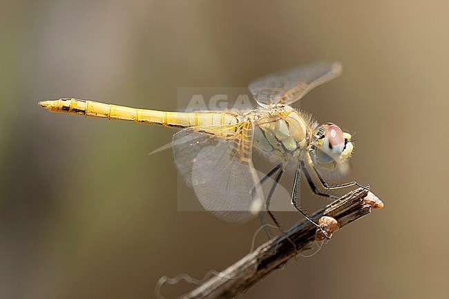 Vers mannetje Zwervende heidelibel, Immature male Sympetrum fonscolombii stock-image by Agami/Wil Leurs,