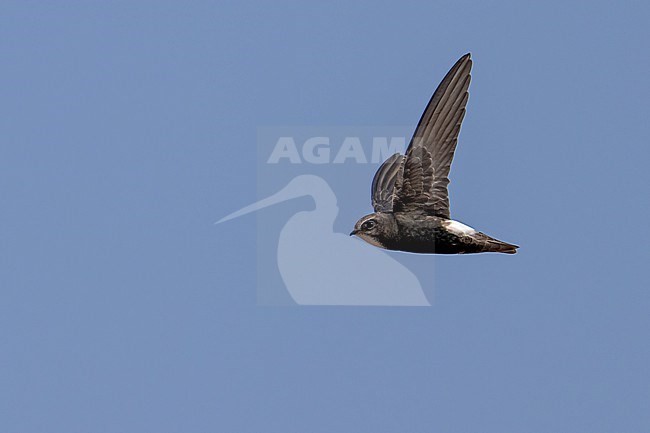 Plain Swift (Apus affinis) flying against blue sky in Namibia. stock-image by Agami/Marcel Burkhardt,