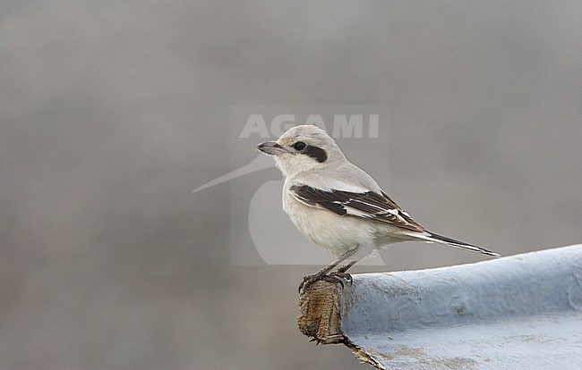 Steppe Grey Shrike (Lanius pallidirostris) stock-image by Agami/Arie Ouwerkerk,