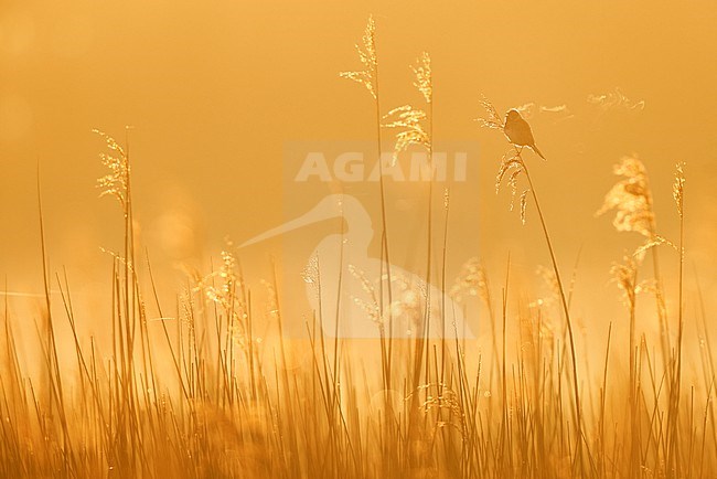 Eurasian Reed Bunting stock-image by Agami/Chris van Rijswijk,