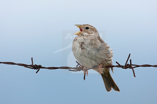 Grauwe Gors zingend op prikkeldraad Lesbos Griekenland, Corn Bunting at barbed wire singing Lesvos Greece stock-image by Agami/Wil Leurs,