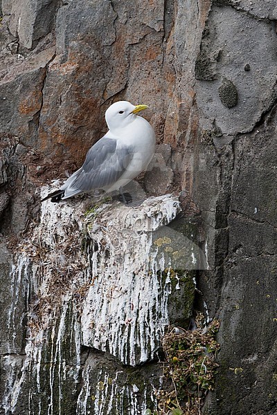 Black-legged Kittiwake, Drieteenmeeuw, Rissa tridactyla, Iceland, adult stock-image by Agami/Ralph Martin,