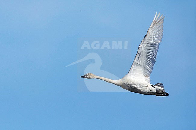 Adult Tundra Swan (Cygnus columbianus) in flight over Seward Peninsula in Alaska, United States. Against blue sky as background. stock-image by Agami/Brian E Small,