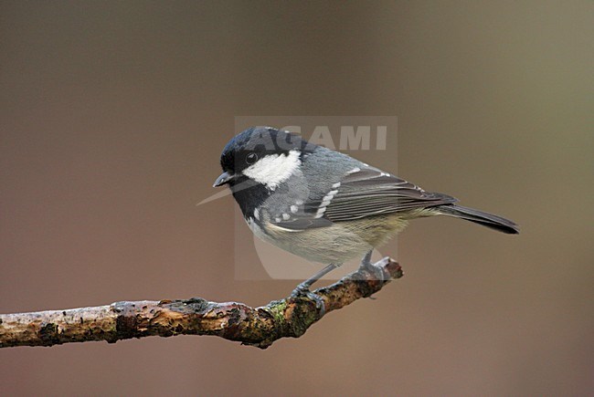 Zwarte Mees zittend op tak; Coal Tit perched on twig stock-image by Agami/Reint Jakob Schut,