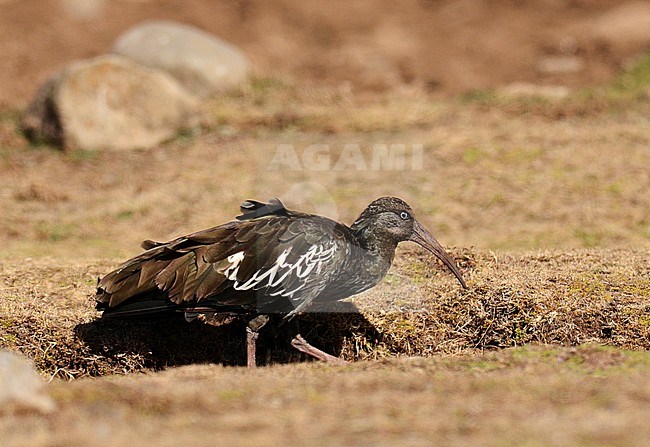 Adult Wattled Ibis (Bostrychia carunculata) foraging on a mountain meadow. It is endemic to the Ethiopian highlands. stock-image by Agami/Laurens Steijn,