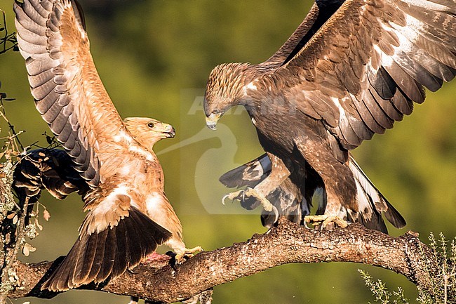 Spaanse Keizerarend, Spanish Imperial Eagle, Aquila adalberti stock-image by Agami/Oscar Díez,