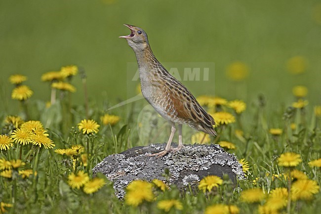 Corn Crake calling; Kwartelkoning roepend stock-image by Agami/Jari Peltomäki,