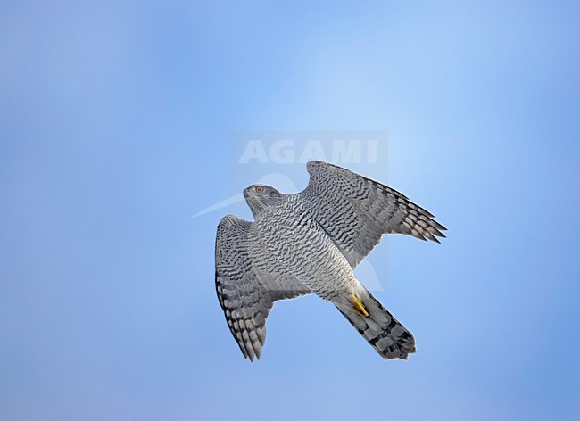 Northern Goshawk adult flying; Havik volwassen vliegend stock-image by Agami/Markus Varesvuo,