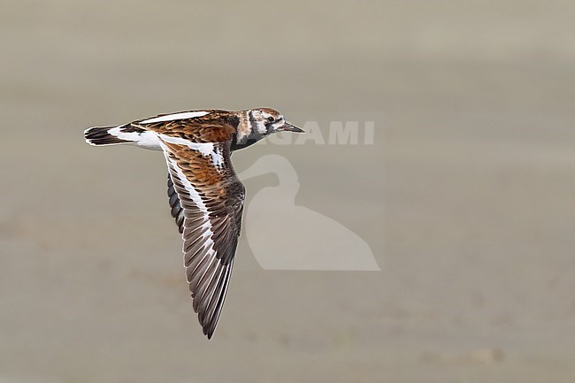 Adult female breeding
Galveston Co., TX
April 2023 stock-image by Agami/Brian E Small,