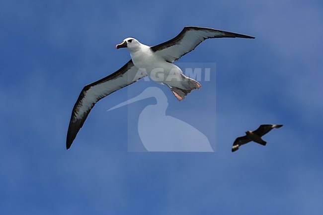 Atlantische Geelsnavelalbatros, Atlantic Yellow-nosed Albatross, Thalassarche chlororhynchos stock-image by Agami/Marc Guyt,