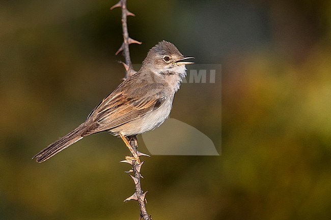 Adult male Common Whitethroat, Sylvia communis, singing, perched on a twig in Italy. stock-image by Agami/Daniele Occhiato,
