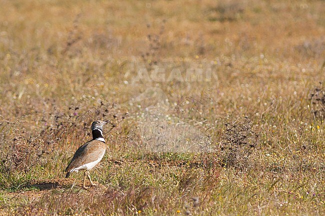 Adult male Little Bustard (Tetrax tetrax) standing in steppes of Portugal. stock-image by Agami/Ralph Martin,