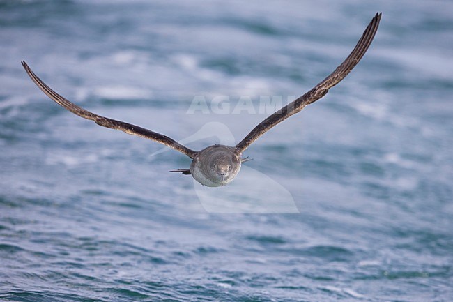 Vale Pijlstormvogel vliegend over de zee, Balearic Shearwater in flight over sea stock-image by Agami/Daniele Occhiato,