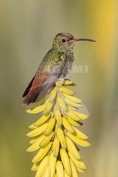 Rufous-tailed Hummingbird (Amazilia tzacatl) at Cauca Valley, Colombia.   Perched on an aloe flower. stock-image by Agami/Tom Friedel,