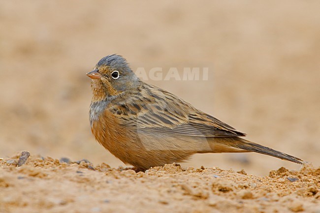 Mannetje Bruinkeelortolaan, Male Cretzschmar's Bunting stock-image by Agami/Daniele Occhiato,