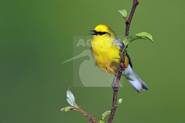 Adult male
Summit Co., OH
May 2007 stock-image by Agami/Brian E Small,