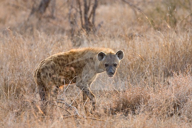 Gevlekte Hyena; Spotted Hyena stock-image by Agami/Marc Guyt,