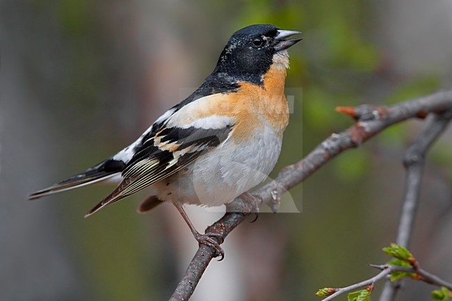 Mannetje Keep in zomerkleed op een tak; Male Brambling in summer plumage perched on a branch stock-image by Agami/Daniele Occhiato,