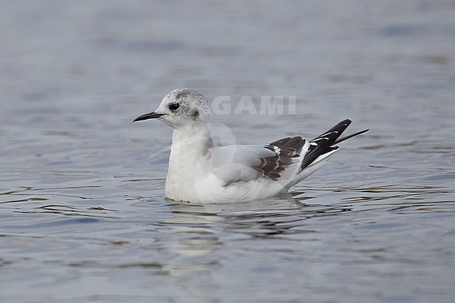 Dwergmeeuw, Little Gull, Hydrocoloeus minutus stock-image by Agami/Hugh Harrop,