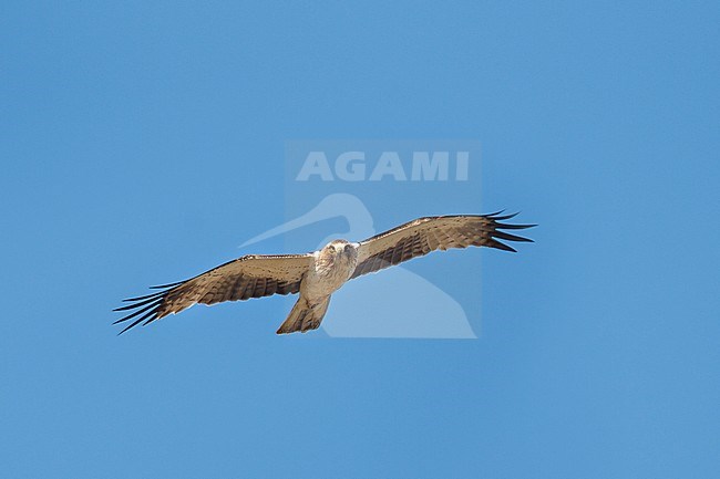 Adult pale morph Booted Eagle (Hieraaetus pennatus) in flight against a blue sky as background in Kazakhstan. stock-image by Agami/Ralph Martin,