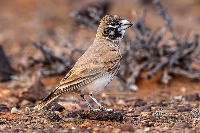 Adult female Thick-billed Lark
(Ramphocoris clotbey) sitting on rocky desert near Guelmine, Morocco. stock-image by Agami/Vincent Legrand,