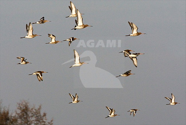 Groep Grutto\'s in de vlucht; Flock of Black-tailed Godwit in flight stock-image by Agami/Marc Guyt,