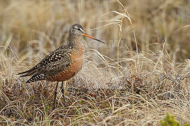 Rode Grutto, Hudsonian Godwit stock-image by Agami/Glenn Bartley,