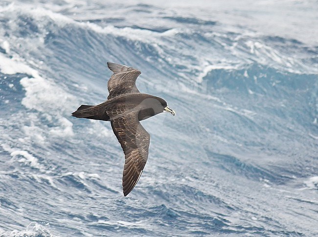 White-chinned petrel, Procellaria aequinoctialis aequinoctialis, in flight over the southern Atlantic ocean between Ushuaia (Argentina) and South Georgia. stock-image by Agami/Laurens Steijn,