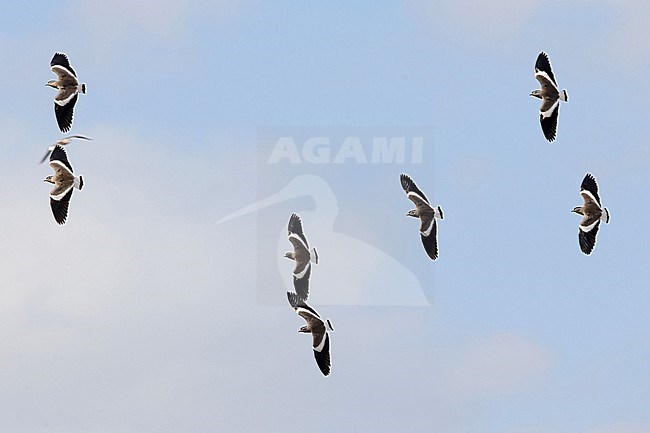 Seven Spot-breasted Lapwing (Vanellus melanocephalus) from above in flight stock-image by Agami/Mathias Putze,