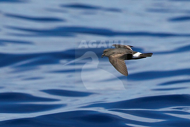 Grant's Band-rumped Storm-Petrel (Hydrobates castro), also known as Band-rumped Storm-Petrel (Oceanodroma castro), flying off Banco de la Concepcion, Lanzarote, Canary Islands in Spain in late spring. stock-image by Agami/David Monticelli,