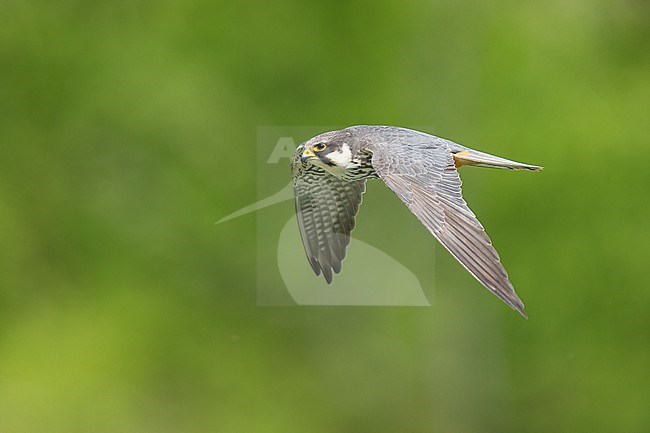 Eurasian Hobby (Falco subbuteo) flying in front of green background in Switzerland. stock-image by Agami/Marcel Burkhardt,