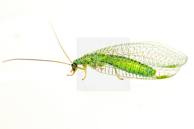 Pearly Green Lacewing, Chrysopa perla stock-image by Agami/Wil Leurs,