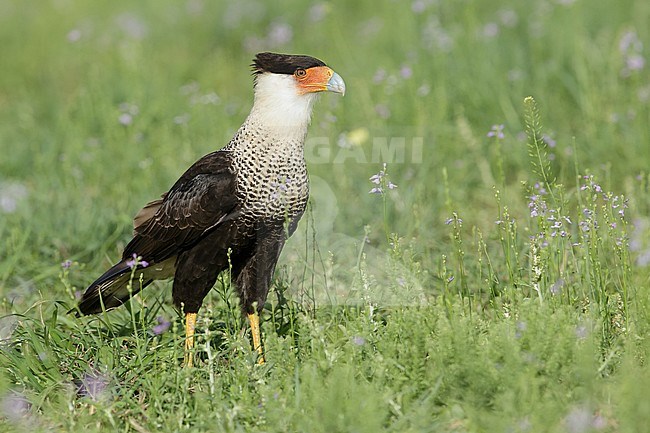 Adult
Hidalgo Co., TX
February 2014 stock-image by Agami/Brian E Small,