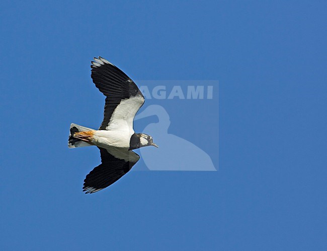 Kievit in vlucht; Northern Lapwing flying stock-image by Agami/Markus Varesvuo,