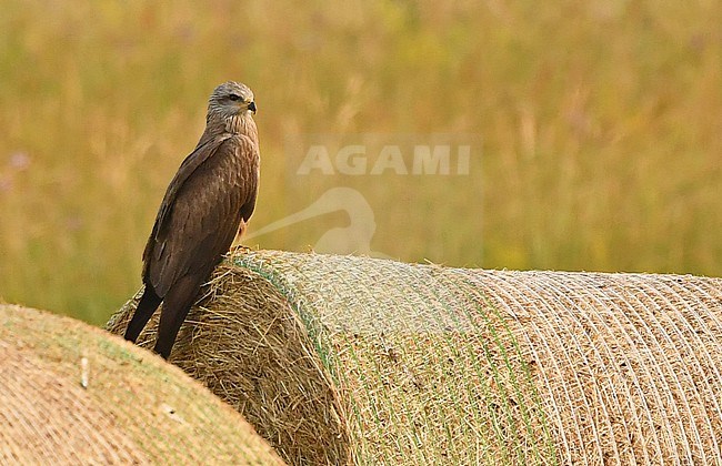 Black Kite (Milvus migrans) at a grass roll in southern France stock-image by Agami/Eduard Sangster,