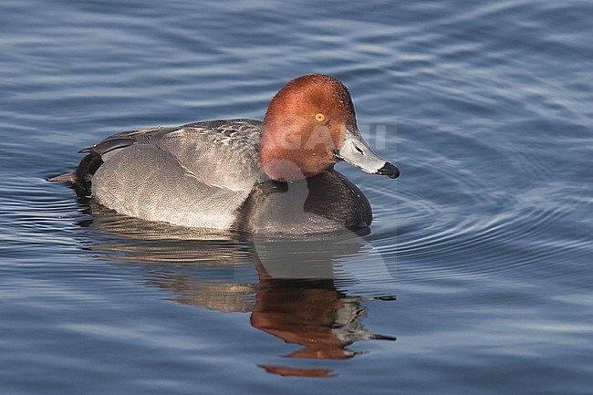 Redhead (Aythya americana) swimming near Toronto, Ontario, Canada. stock-image by Agami/Glenn Bartley,