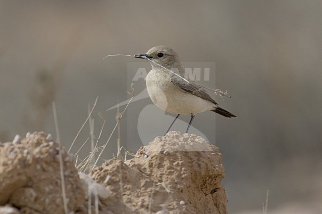 Desert Wheatear female with nest material, Woestijntapuit vrouwtje met nest materiaal stock-image by Agami/Daniele Occhiato,