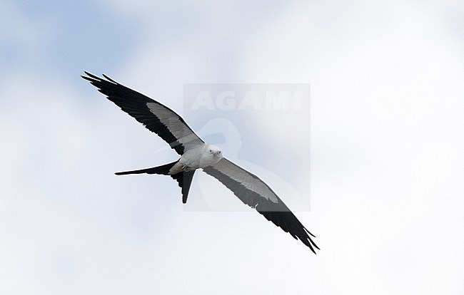 Swallow-tailed Kite (Elanoides forficatus), adult in flight at Everglades NP, Florida, USA stock-image by Agami/Helge Sorensen,