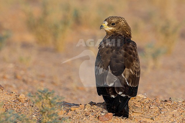 Juveniele Wespendief op de grond; Juvenile  European Honey Buzzard onn the ground stock-image by Agami/Daniele Occhiato,