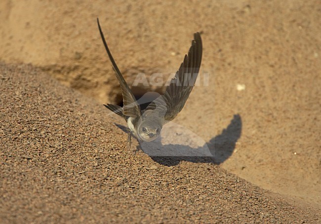Sand Martin flying from its nest; Oeverzwaluw vliegend vanaf zijn nest stock-image by Agami/Jari Peltomäki,