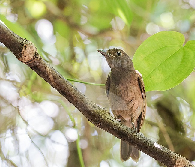 Morningbird (Pachycephala tenebrosa) on Palau, Micronesia. Also known as brown pitohui, morning pitohui, morning whistler, Palau morningbird and Palau pitohui. stock-image by Agami/Pete Morris,