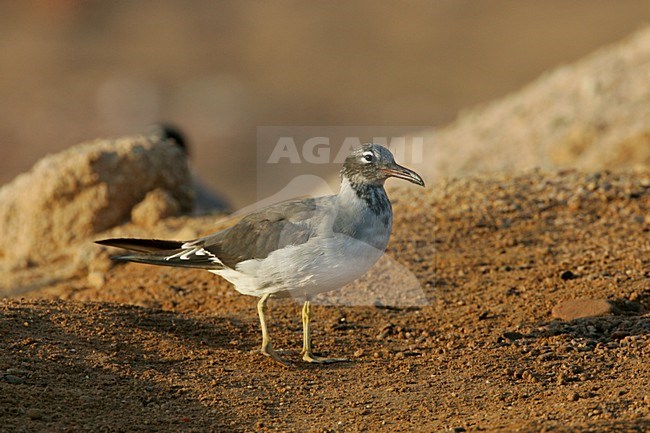 Volwassen Witoogmeeuw; Adult White-eyed Gull stock-image by Agami/Daniele Occhiato,