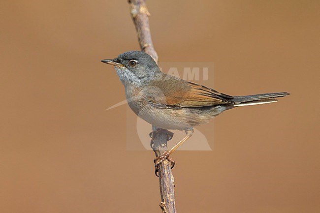 Brilgrasmus; Spectacled Warbler stock-image by Agami/Daniele Occhiato,