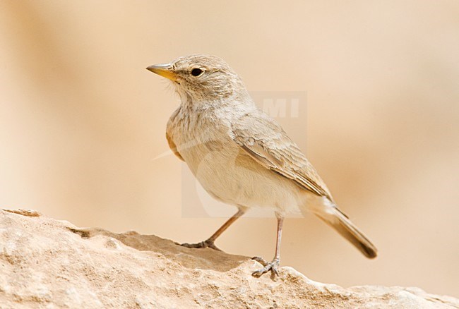 Woestijnleeuwerik, Desert Lark, Ammomanes deserti stock-image by Agami/Marc Guyt,