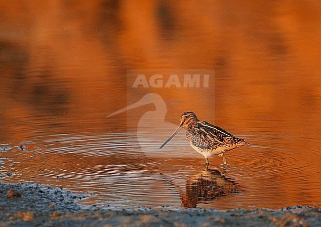 Common Snipe (Gallinago gallinago) standing in red coloured water stock-image by Agami/Jacques van der Neut,