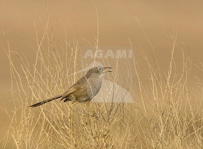 Roepende Arabische Babbelaar; Arabian Babbler calling stock-image by Agami/Arie Ouwerkerk,