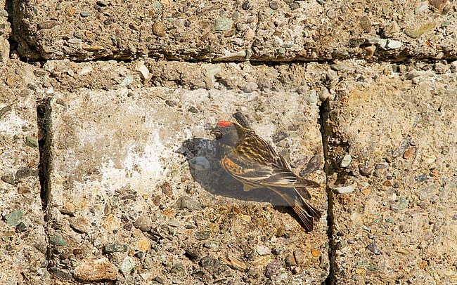 Breeding male Red-fronted Serin (Serinus pusillus) showing black head and deep cinnamon tones. Clinging to a wall. stock-image by Agami/Edwin Winkel,